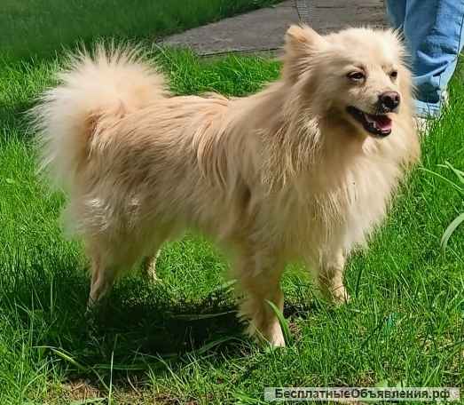 Шпиц Персик весёлый и задорный