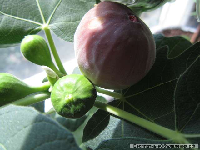 Инжир на подоконнике