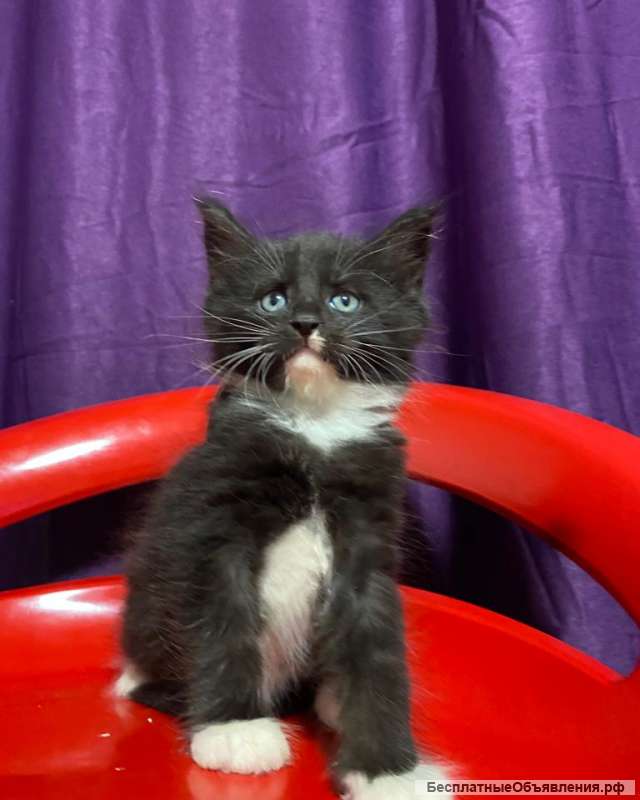 Гиганты Породы Мейн Кун