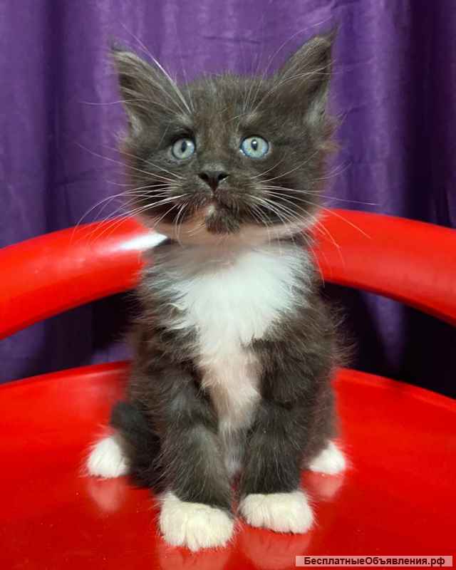 Гиганты Породы Мейн Кун