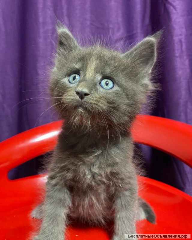 Гиганты Породы Мейн Кун