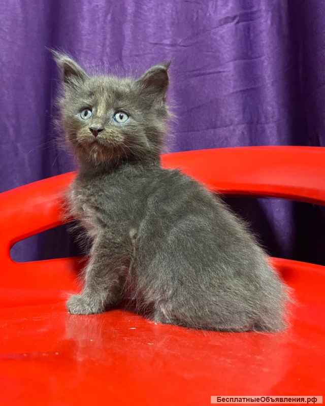 Гиганты Породы Мейн Кун