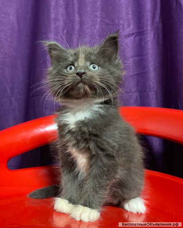 Гиганты Породы Мейн Кун