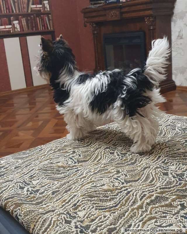 Щенок цветного йорка