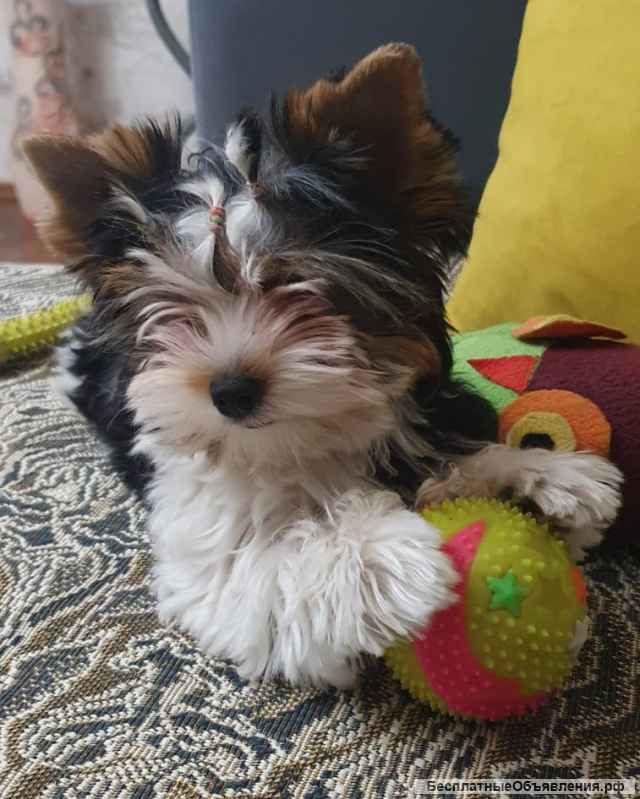 Щенок цветного йорка