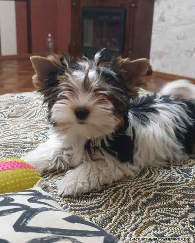 Щенок цветного йорка