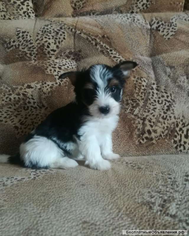 Щенок бивер йорка