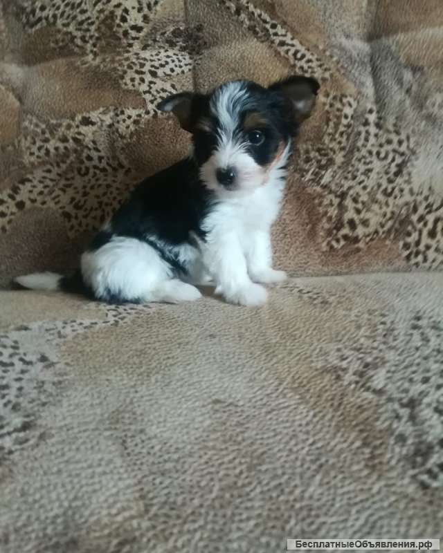 Щенок бивер йорка