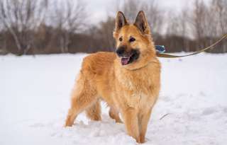 Красавица Злата в добрые руки