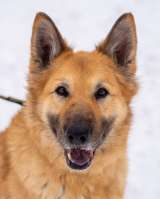 Красавица Злата в добрые руки