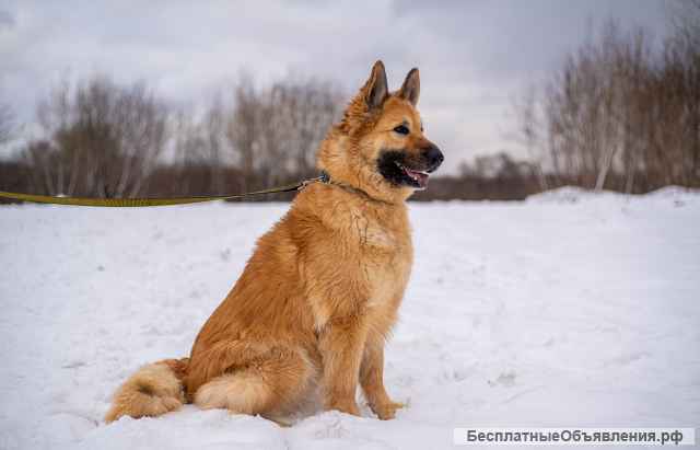 Красавица Злата в добрые руки