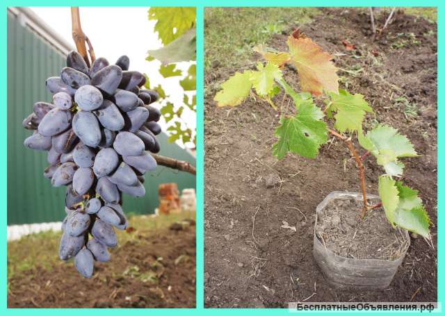 Виноград саженец куст Мускат