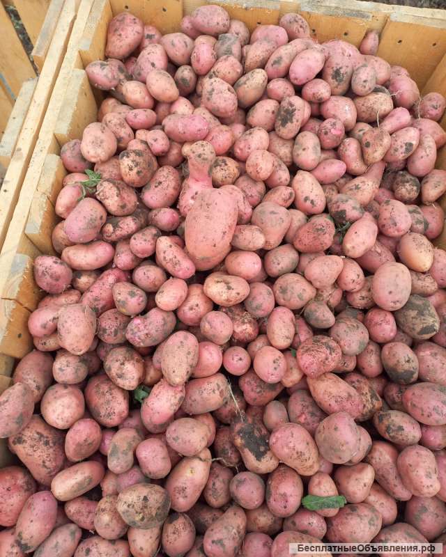 Картофель семенной