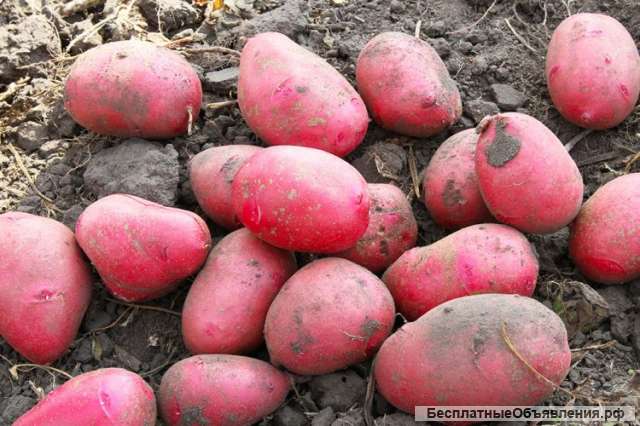 Картофель семенной