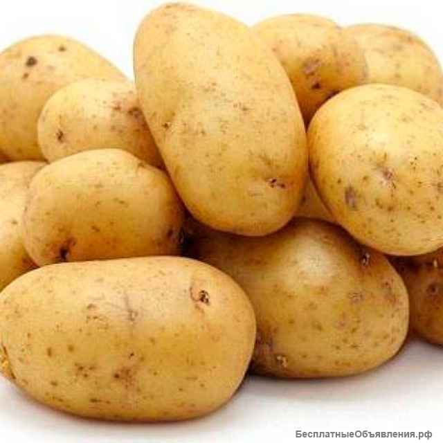 Картофель семенной