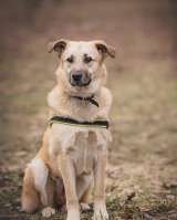 Умная собака Ласка в добрые руки