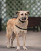 Умная собака Ласка в добрые руки