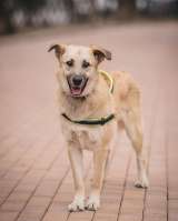 Умная собака Ласка в добрые руки