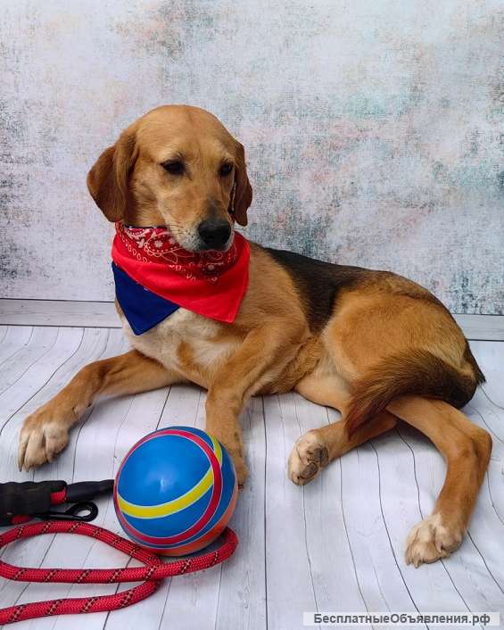 Небольшая собака бесплатно