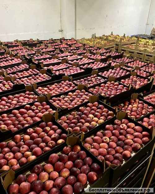 Яблоки оптом в Новосибирске от прямого поставщика