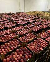 Яблоки оптом в Новосибирске от прямого поставщика