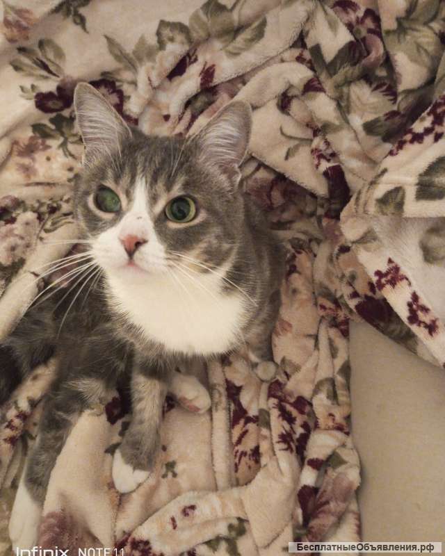 Ищу своего кота