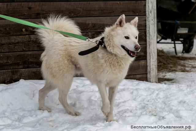 Неотразимый красавец Бим в добрые руки