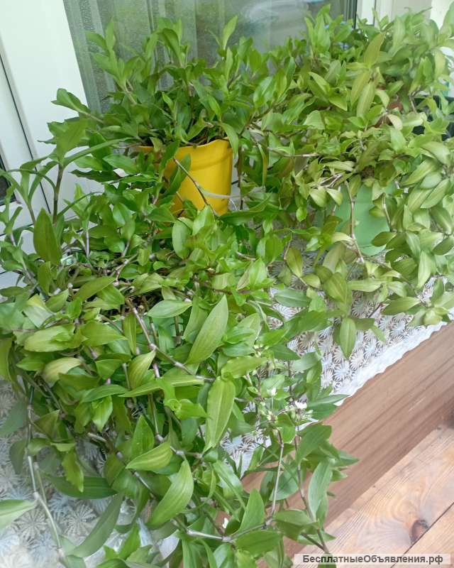 Традесканция приречная в горшках