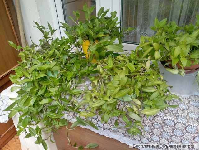 Традесканция приречная в горшках