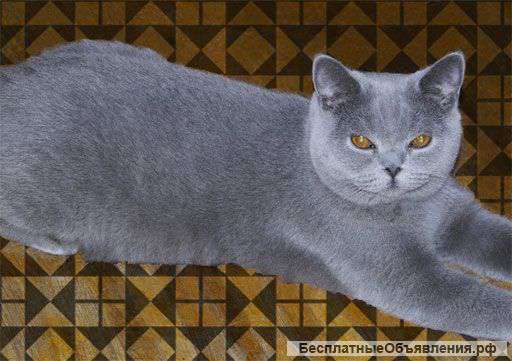 Британский котик