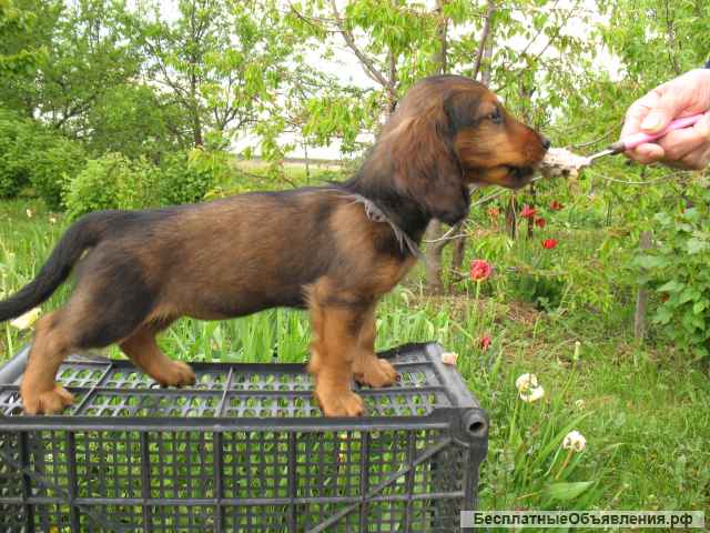 Длинношерстная такса щенки