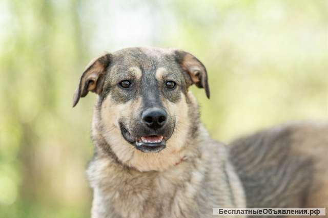 Доброжелательная собака Ляля в добрые руки