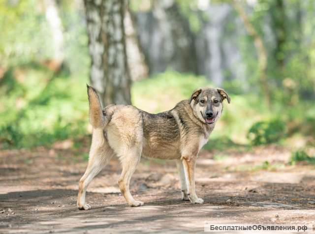 Доброжелательная собака Ляля в добрые руки