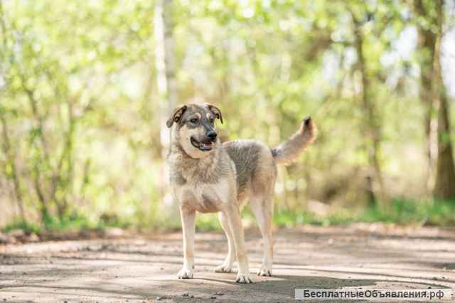 Доброжелательная собака Ляля в добрые руки