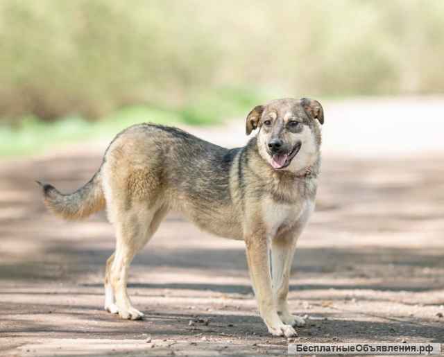 Доброжелательная собака Ляля в добрые руки