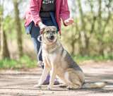 Доброжелательная собака Ляля в добрые руки