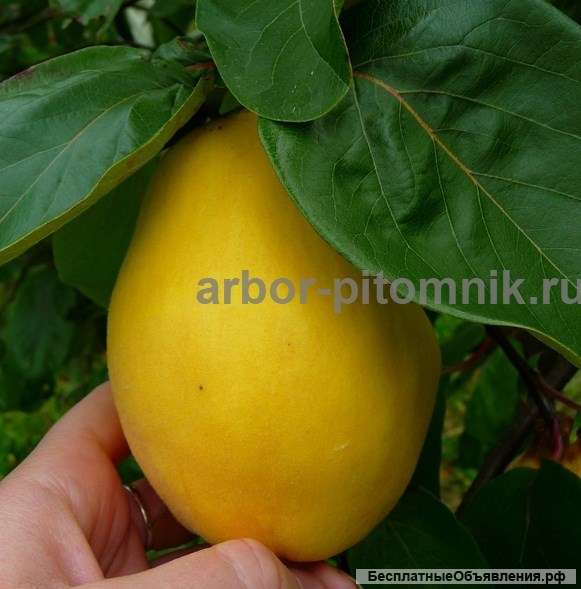 Плодовые деревья и плодовые крупномеры