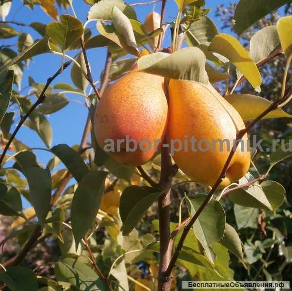 Плодовые деревья и плодовые крупномеры