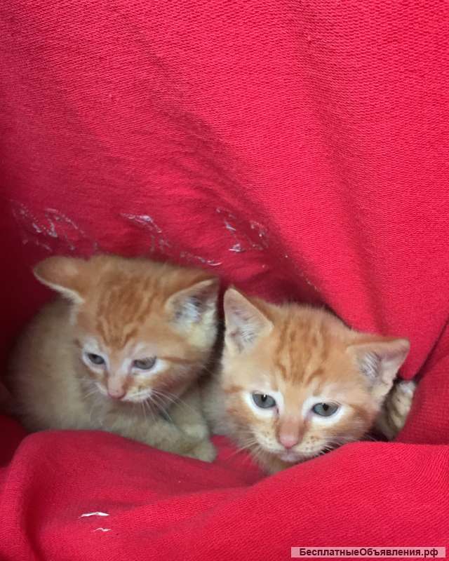 Рыжие Солнышки - в добрые руки