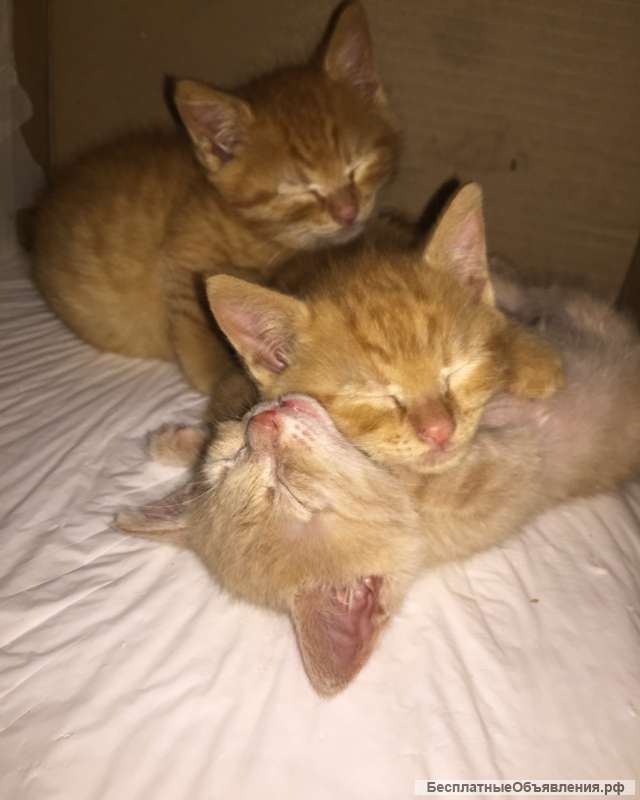 Рыжие Солнышки - в добрые руки