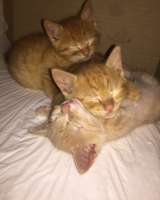 Рыжие Солнышки - в добрые руки