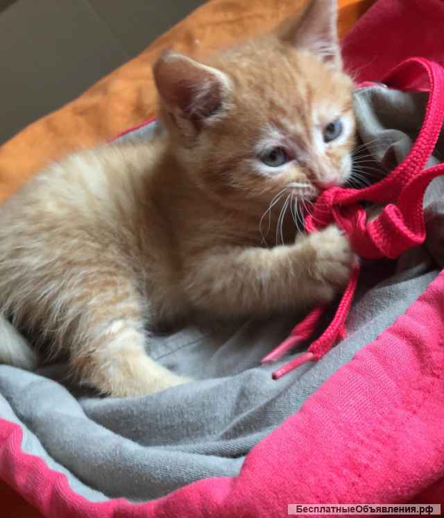 Рыжие Солнышки - в добрые руки