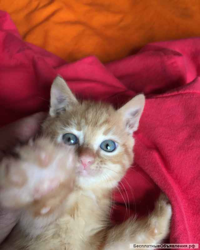 Рыжие Солнышки - в добрые руки