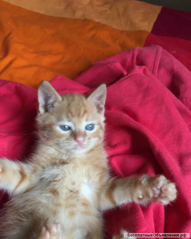 Рыжие Солнышки - в добрые руки