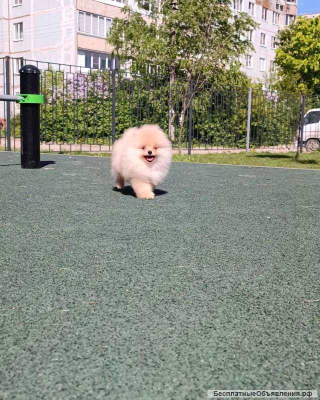 Щенки померанского шпица