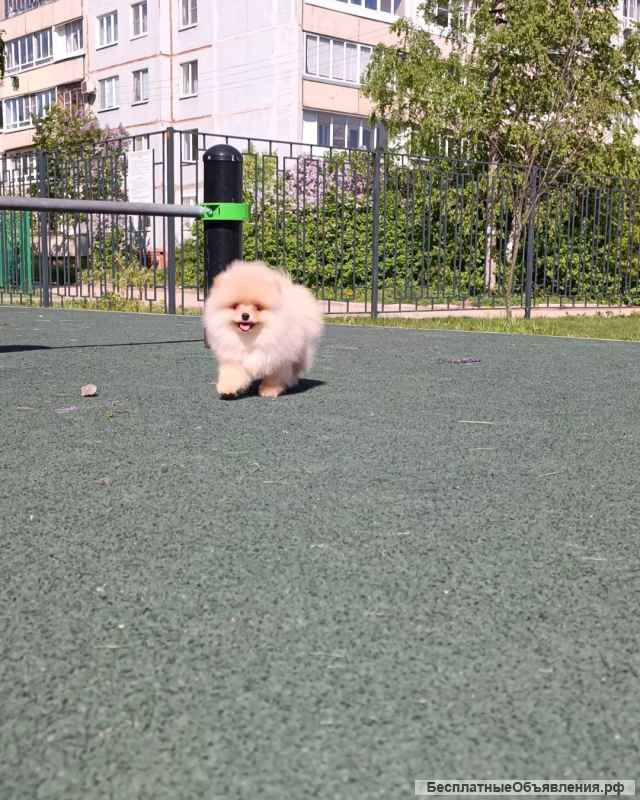 Щенки померанского шпица