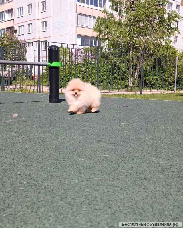 Щенки померанского шпица