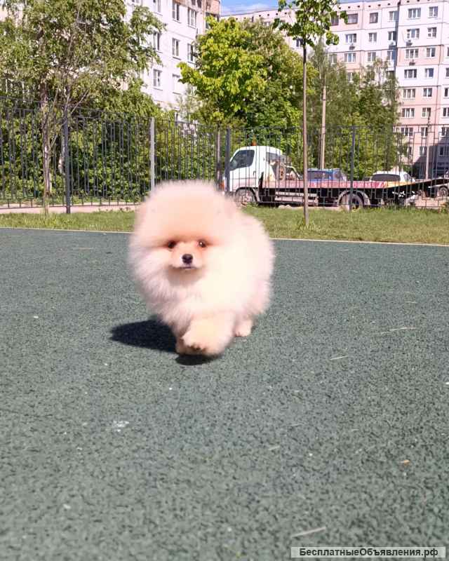 Щенки померанского шпица