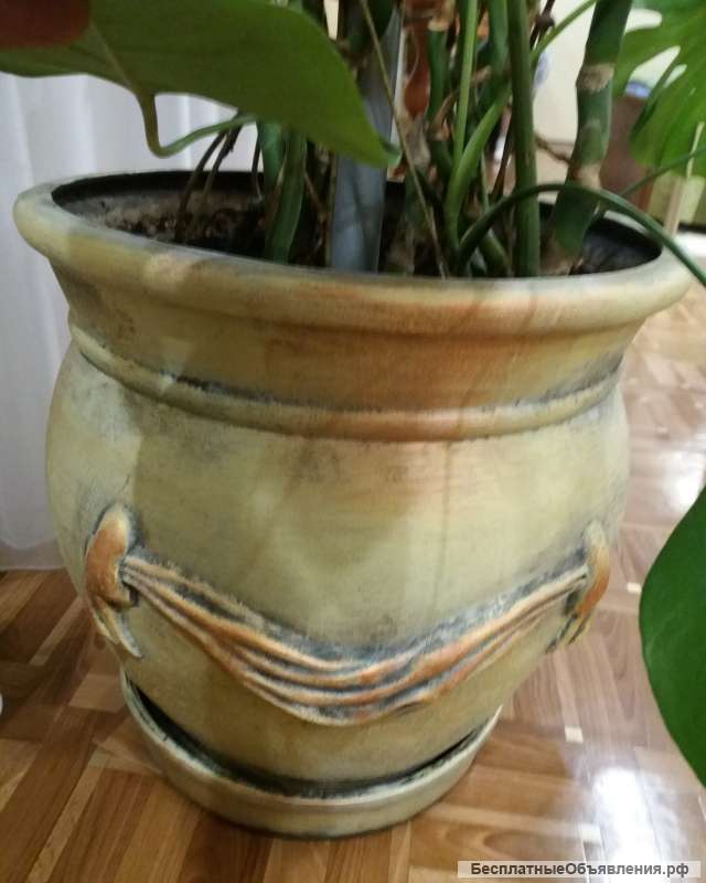 Монстера в керамическом горшке с поддоном