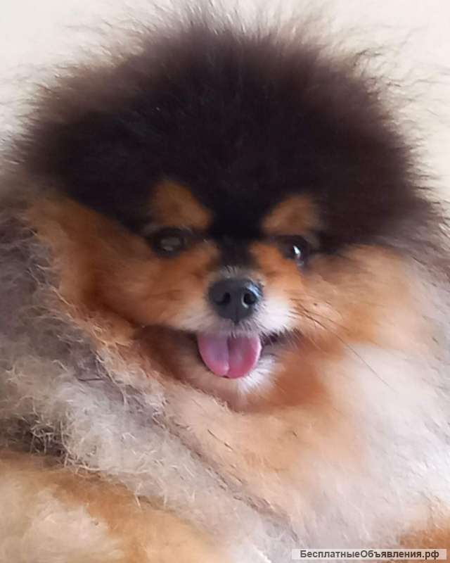 Шпицы черно-подпалого окраса